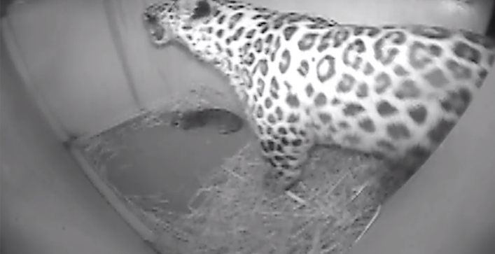 amurleopardcubpittsburgh