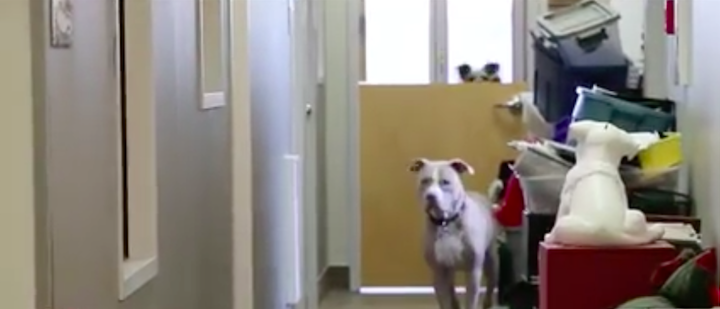 dogspuppyloveEdmonton