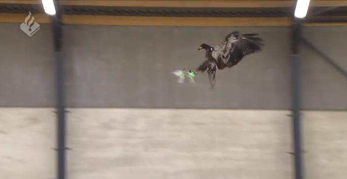 eaglevsdroneDutch