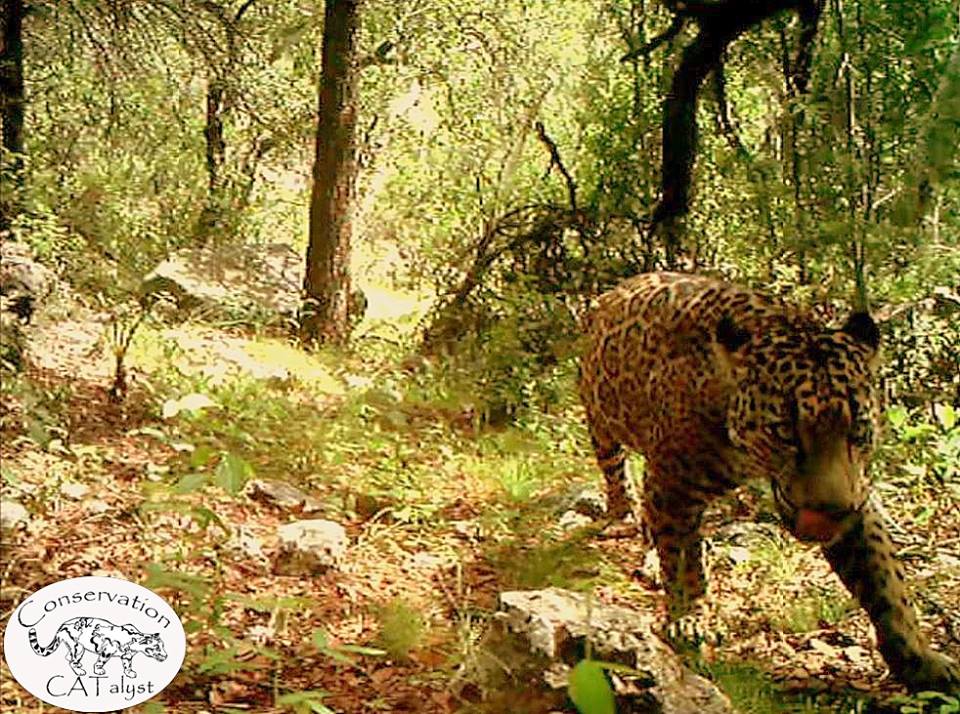 jaguarwildConservationCatalyst
