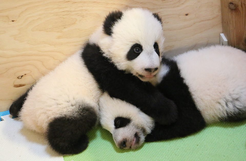pandacubstorontozoo