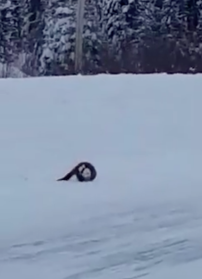 pinemartenvsrabbitfight