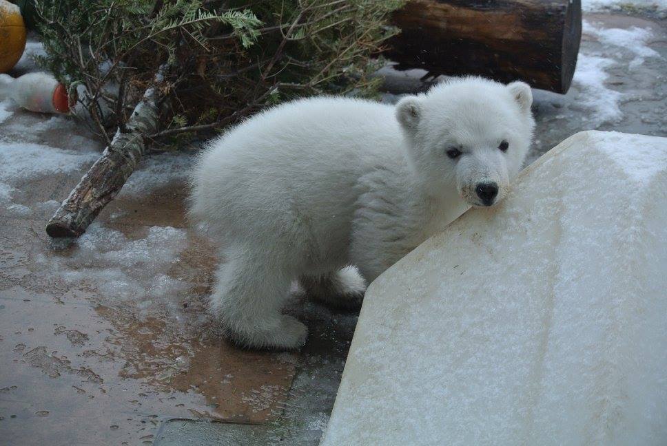 polarbearjuno
