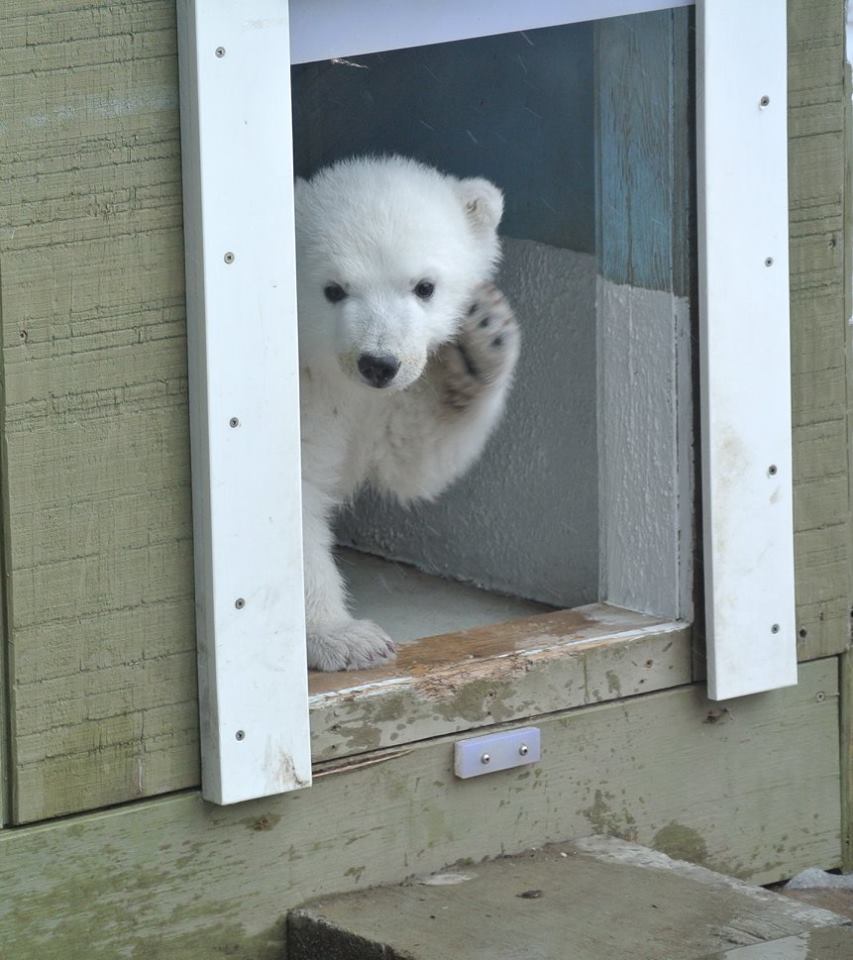 polarbearjunotoronto