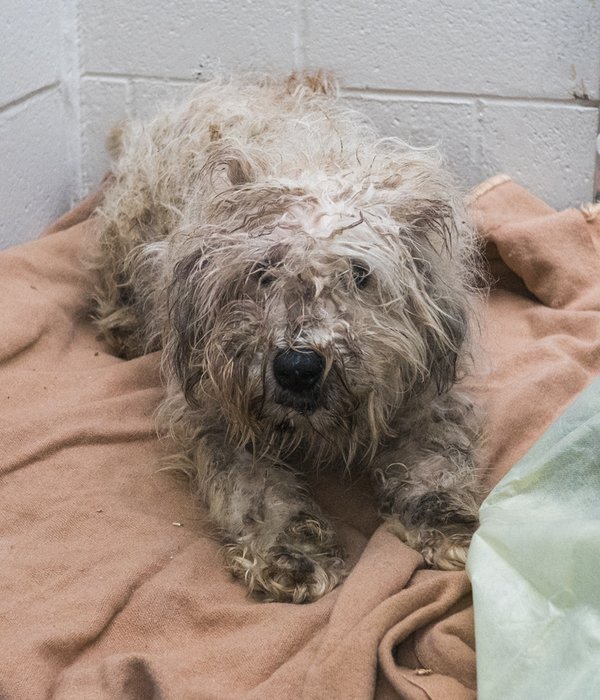 Dog saved from Langley puppy mill/BC SPCA
