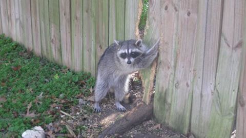 racooncaughtinfence