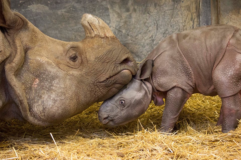 Male Indian rhino calf and mother at Toronto Zoo/Facebook
