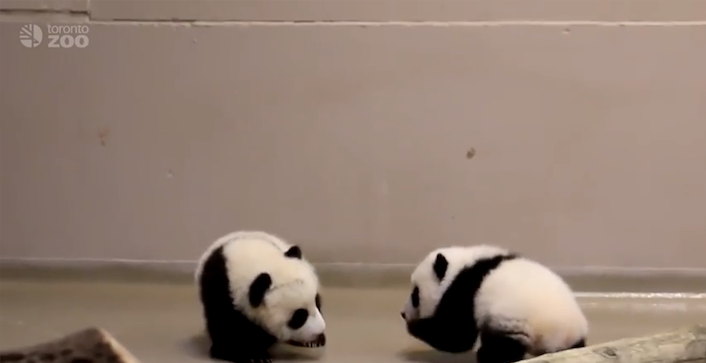 twinpandaswalkingTorontoZoo