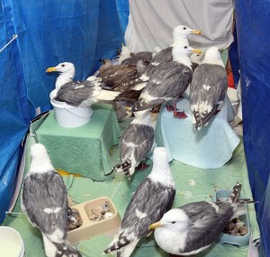 10626529_10156602880195557_8117818155673389416_n