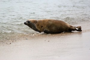 12919685_10154171813789101_7465827703482903643_n