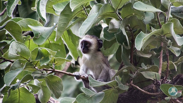 25183494544_589d2498f8_o