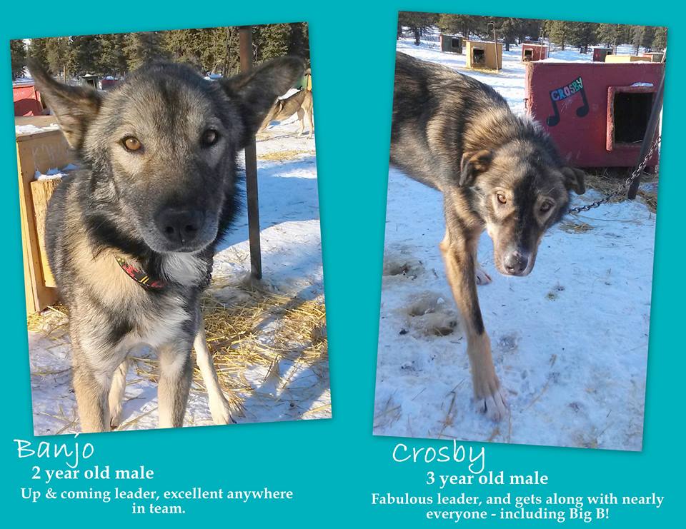 Husky Homestead Tours/Facebook