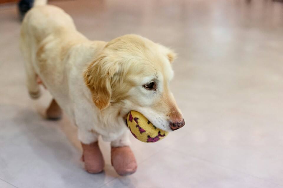 Chi Chi playing with a ball during recovery in South Korea/ARME/Facebook