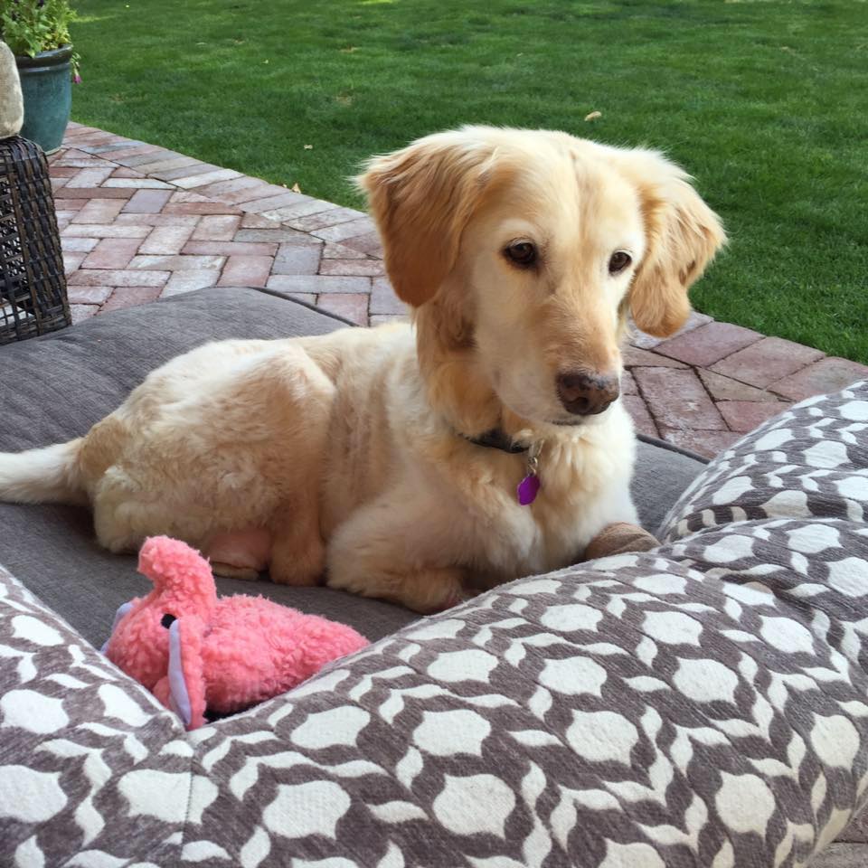 Chi Chil settling into life in Phoenix/Elizabeth Howell/Facebook