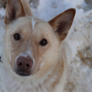 Aliy Zirkle's sled dog Clyde suffered minor injuries/Aliy Zirkle/Facebook