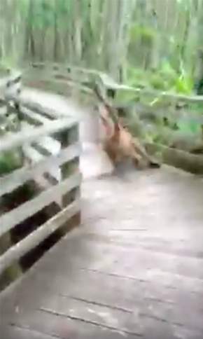 FloridaPantherDorschel