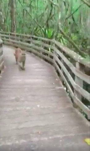 FloridaPantherTDorschel