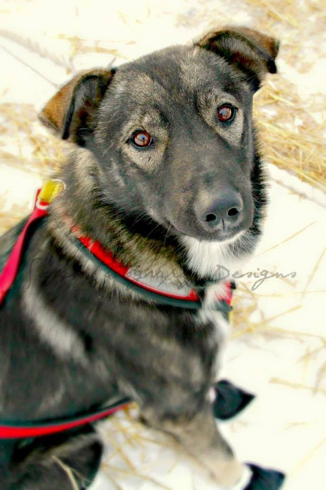 Nash, sled dog, was killed at the /Husky Homestead Tours/Facebook