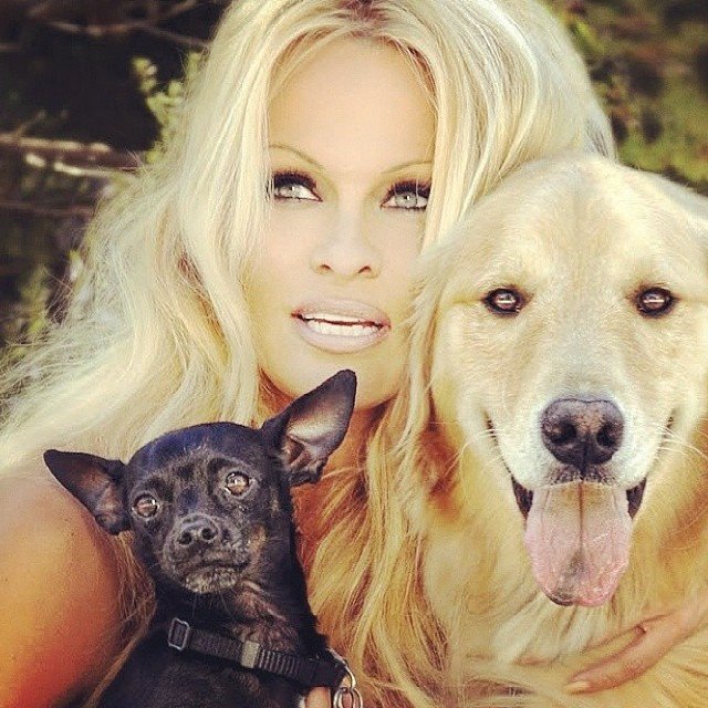 PamelaAndersondogs