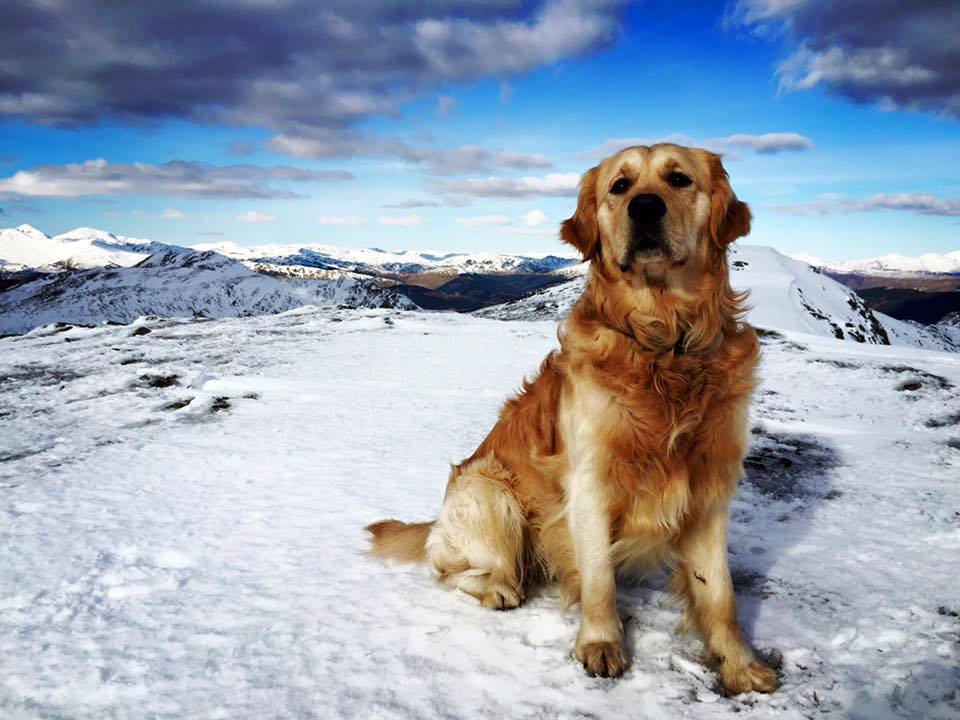 Christopher Roy posted this photo of Alfie after making it to the summit of Ben Ledi near Callander & enjoying the views across The Trossachs & The Highlands/TourismScotland/Facebook 