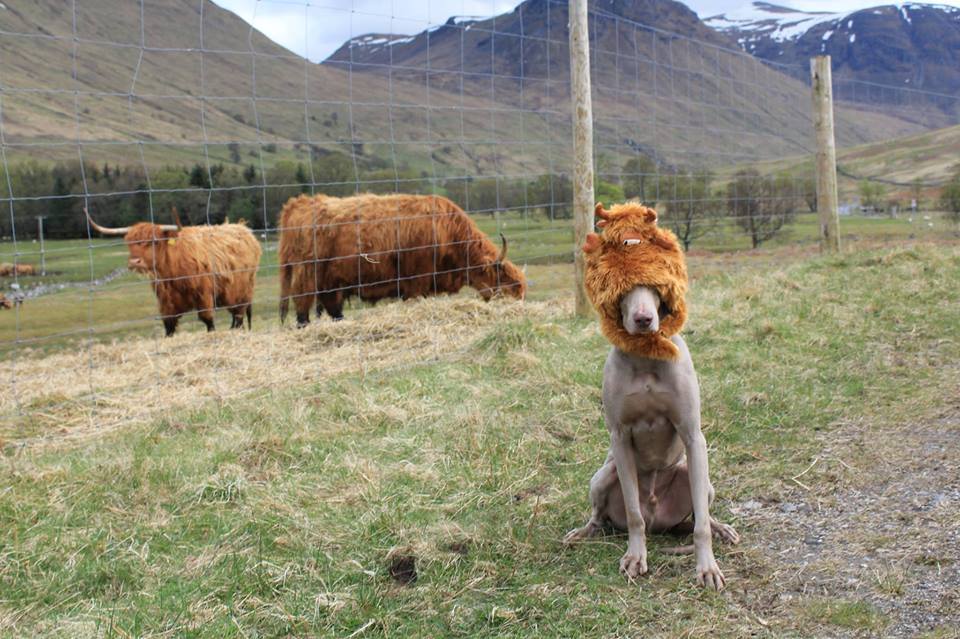 Zak Livingstone share this photo of his pooch with some livestock/VisitScotland/Facebook