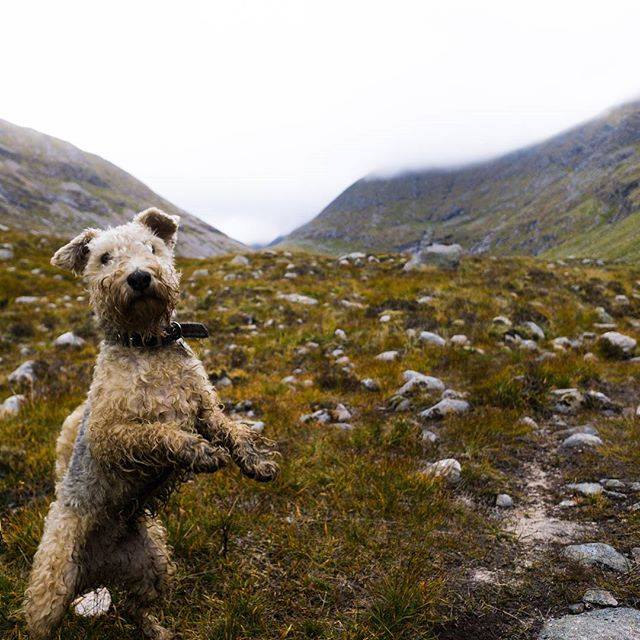 This terrier is enjoying some Scottish highlands/kevindeanmonahan /Instagram/VisitScotland/Facebook