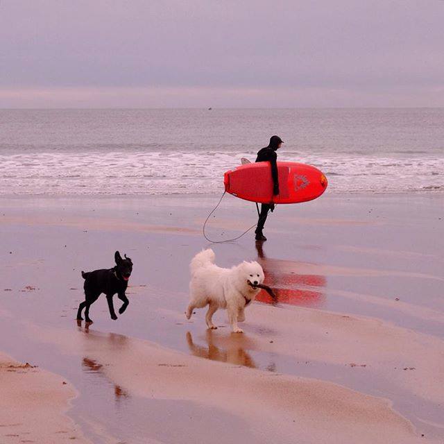 Dogs enjoying East Sands beach in St Andrews, Fife. babydirewolf / Instagram/VisitScotland/Facebook