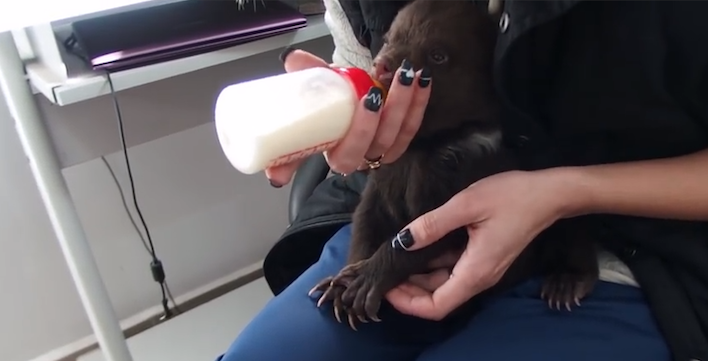 brownbearsorphanbottle