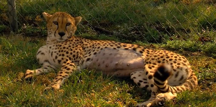 Willow, post C-section, at the Cincinnati Zoo