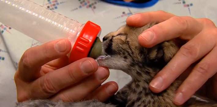 One of the newborn cheetah cubs takes to the bottle/Cincinnati Zoo