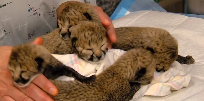 cheetahcubsCincinnati