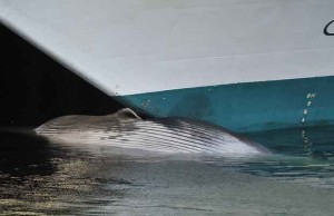 image_baby_whale_vancouver