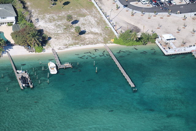 Manatee aerial seruvey in Palm Beach, FL/Amber Howell, FWC Fish and Wildlife Reserve/Flickr
