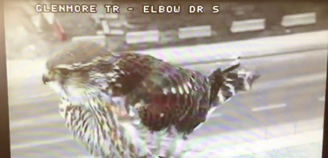 merlinfalconyyctrafficcam