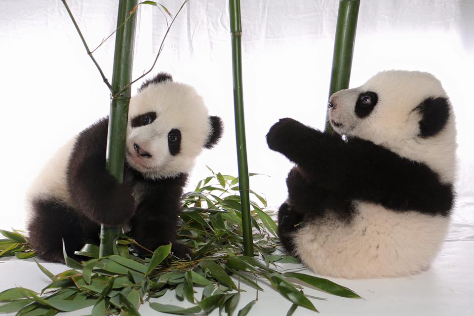 Male cub Jia Panpan (left) and female Jia Yueyue (right)/Toronto Zoo Facebook