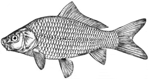 static1.squarespace-2