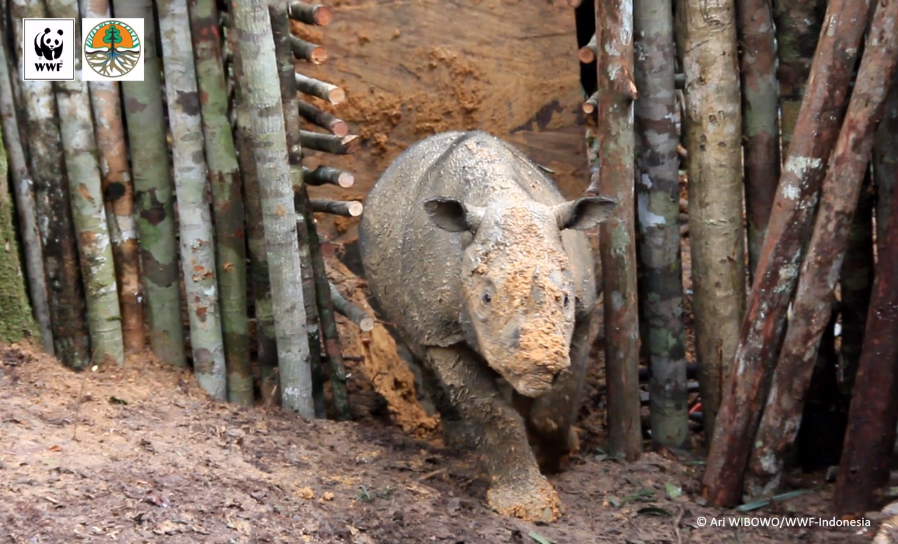 sumatranrhino_kalimantan_2