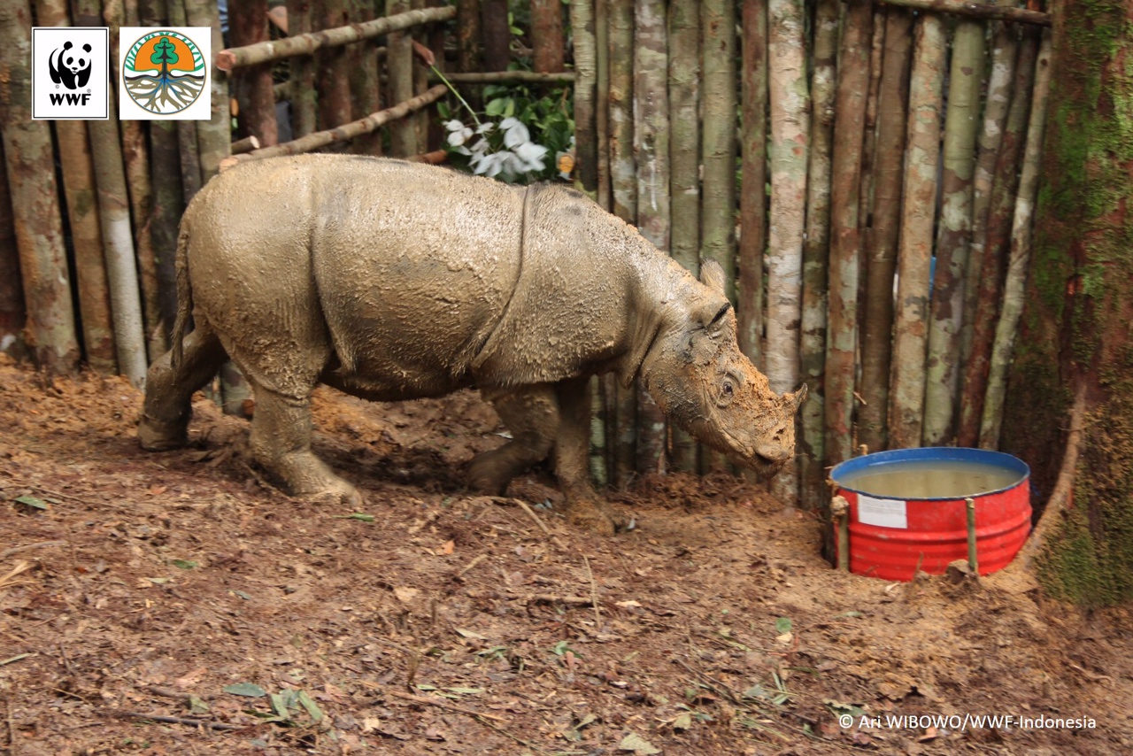 sumatranrhino_kalimantan_6