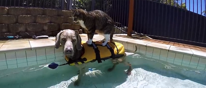 surfingcatdog