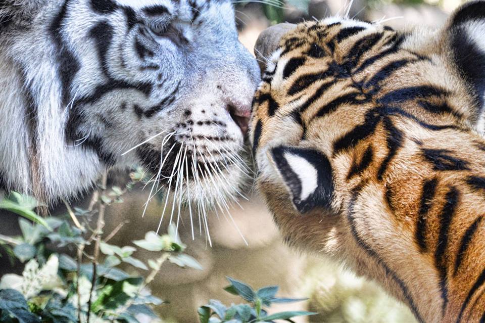 FURESA is home to many endangered species/Facebook