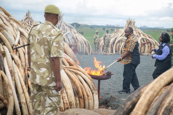 Kenya's president Uhuru Kenyatta sets ivory from poached elephants ablaze/Twitter