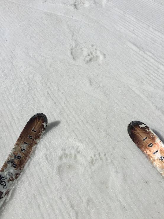 Bear tracks on the corduroy /Lake Louise Ski Resort