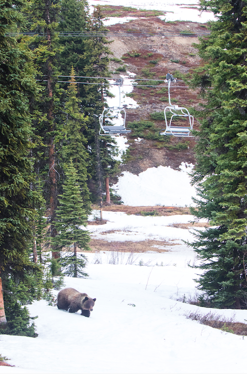Empty ski lifts and one grizzly bear at Marmot Basin/Mike Gere