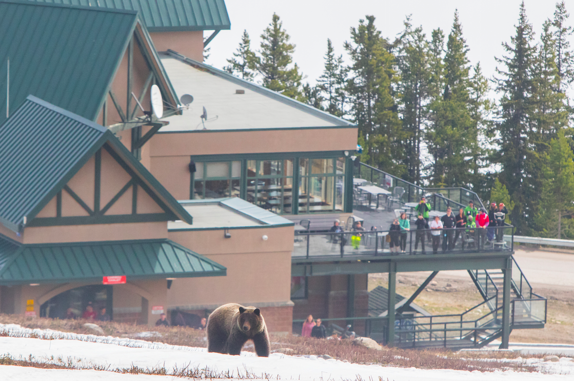 Visitors watch a grizzly at Marmot Basin on closing day/Mike Gere
