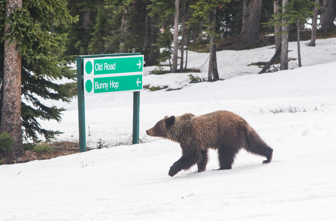 A grizzly bear visits Marmot Basin Ski Resort/Mike Gere