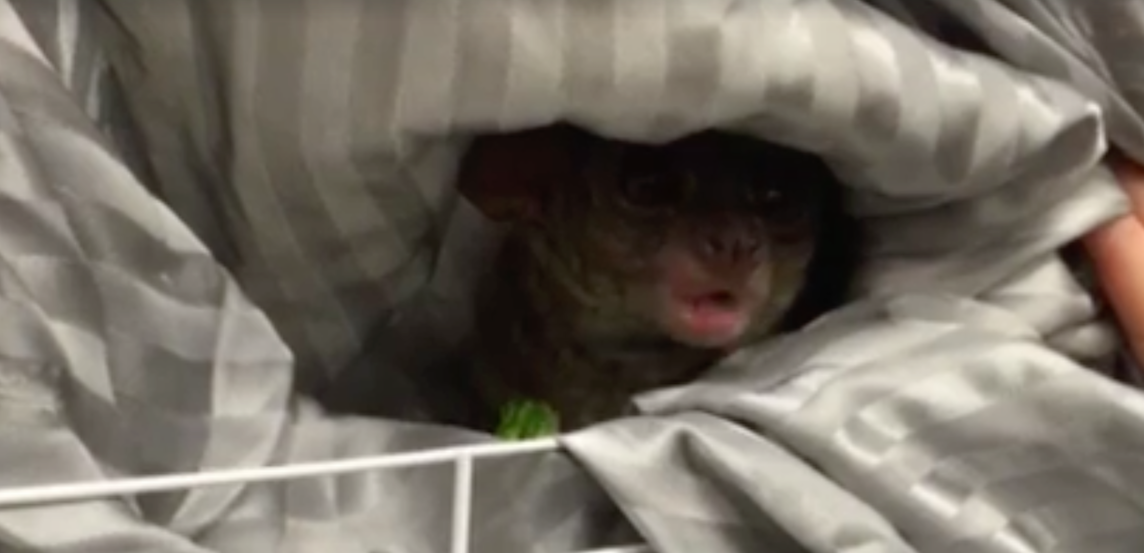 Gooey, the missing monkey is now safe and sound, in a sanctuary/Eugene Police Department/Facebook