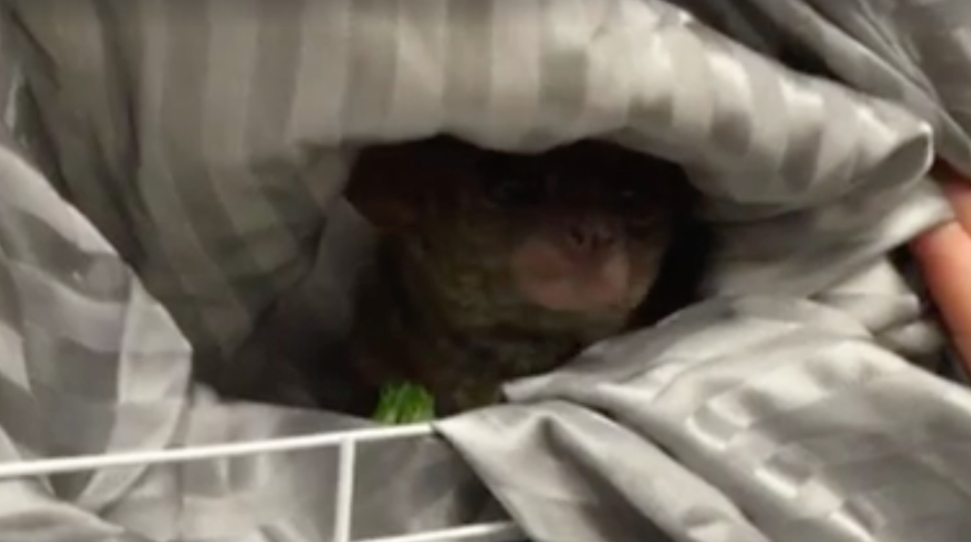 Gooey the Galago monkey was paid as a tip to a prostitute/Eugene Police Department/Facebook