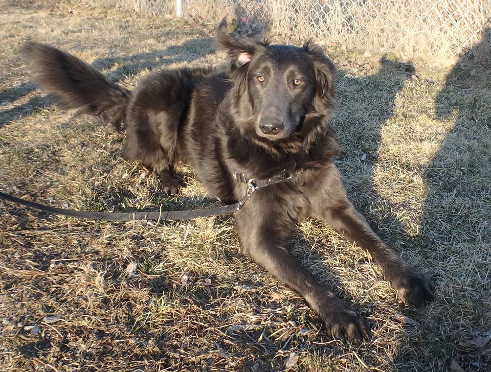 Misty is available for adoption at the Ottawa Humane Society/Facebook