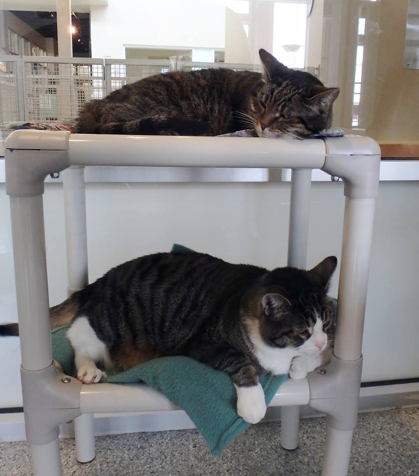 Duke and Bella are best friends at the Ottawa Humane Society/Facebook