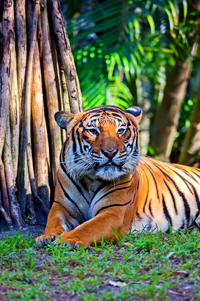 Malayan tiger at Palm Beach Zoo/Bobby Wummer Photography, Facebook